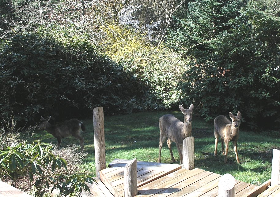 Three Little Deer