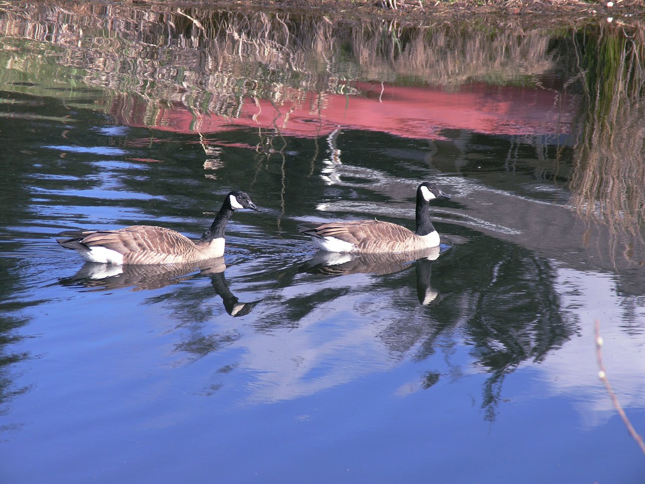 Geese