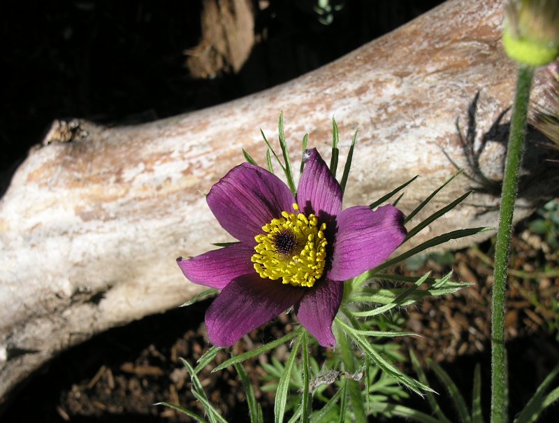 Lone Flower