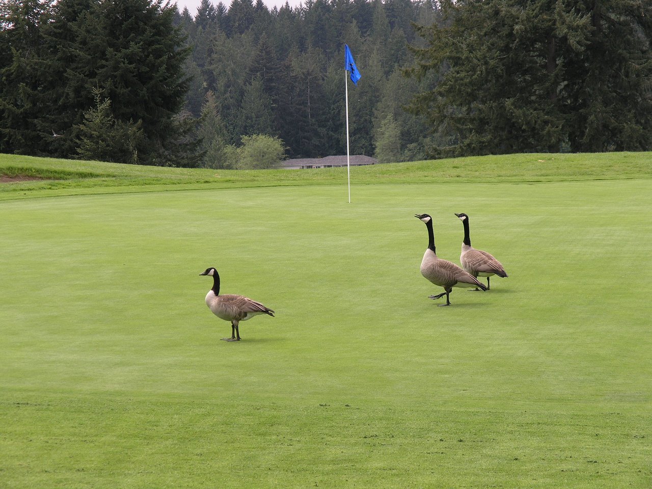 A round of golf