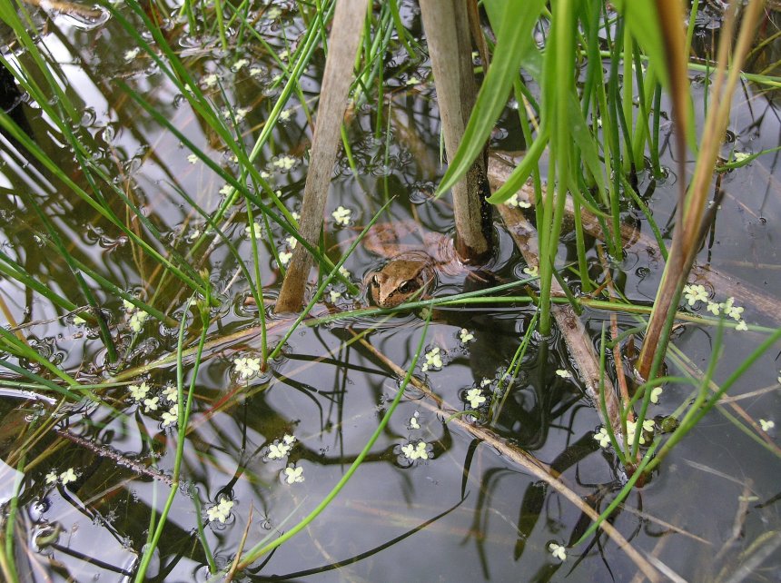 Frog