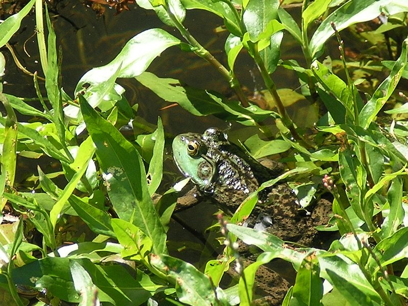 Frog 2