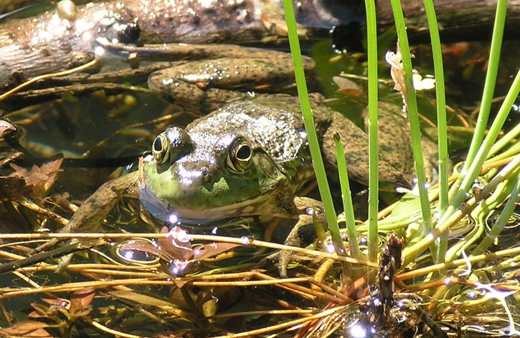 Frog 3