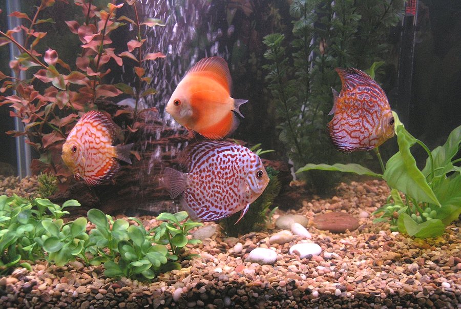 Discus