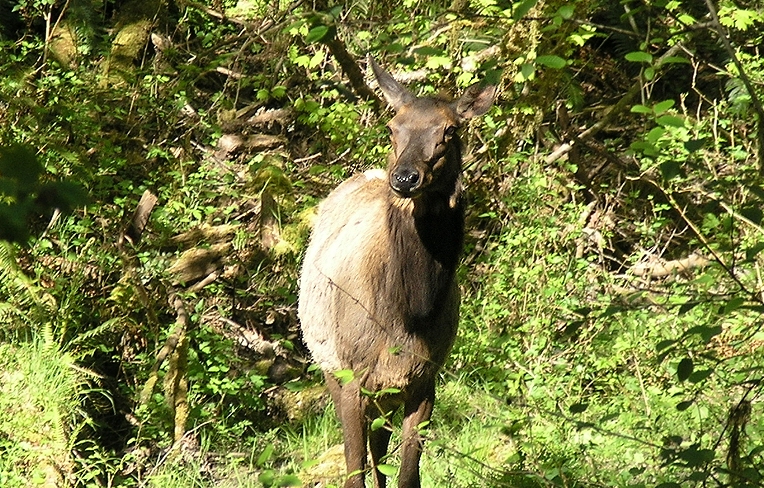 Elk