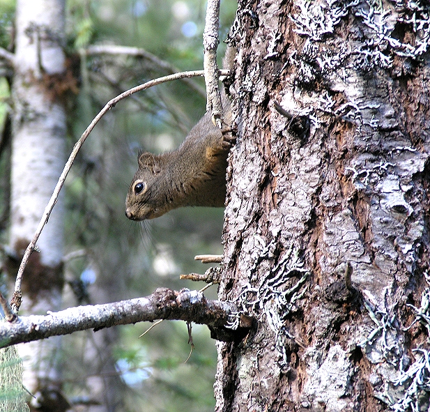squirrel