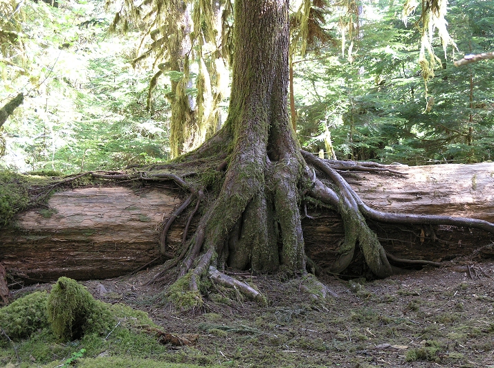 Tree cannibal