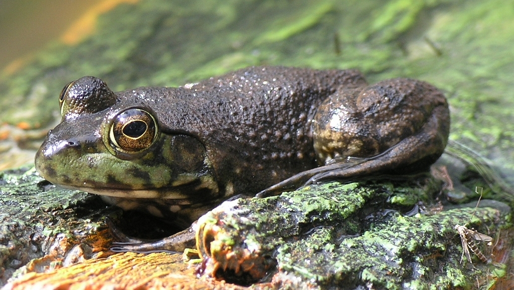Small Frog
