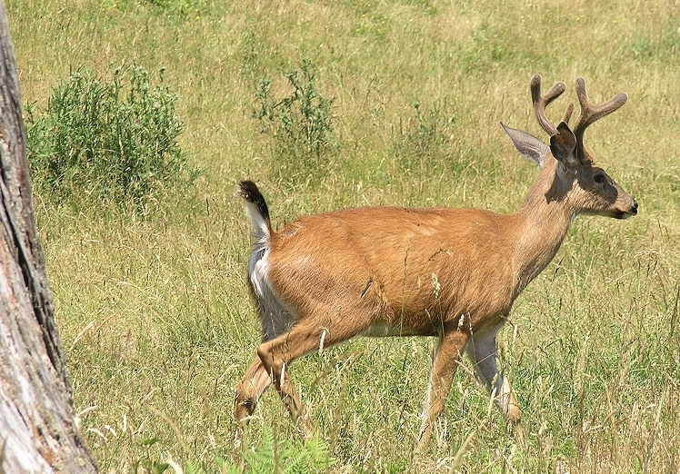 Blacktail deer in velvet