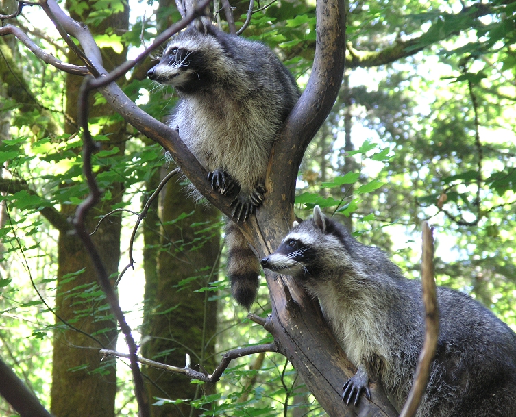 Pair of raccoons