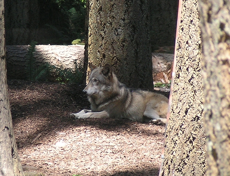 Gray Wolf