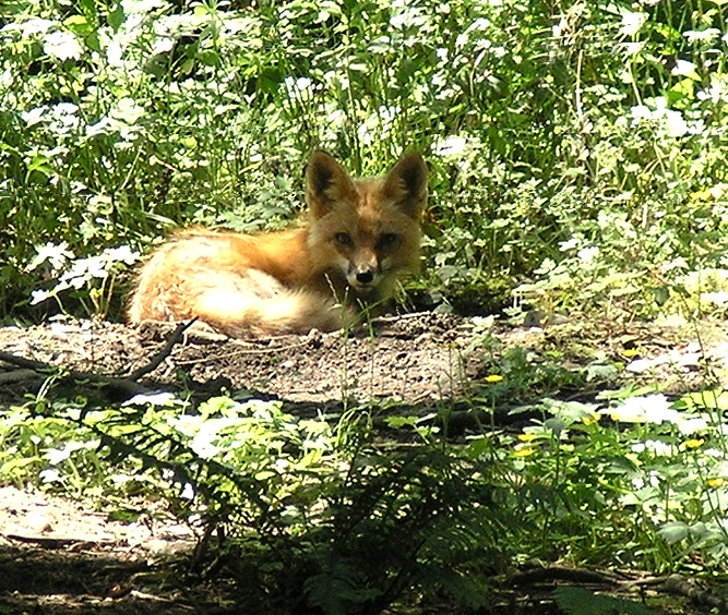 Fox