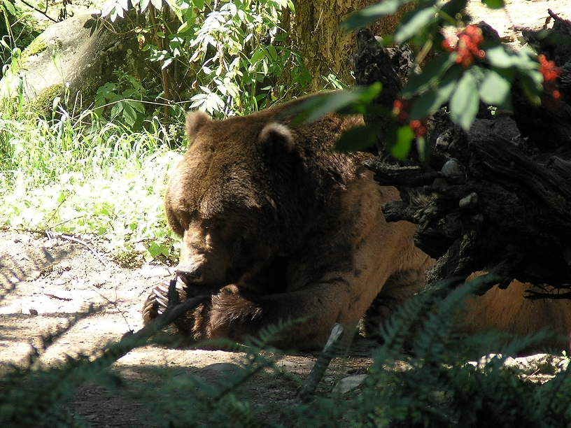 Grizzly