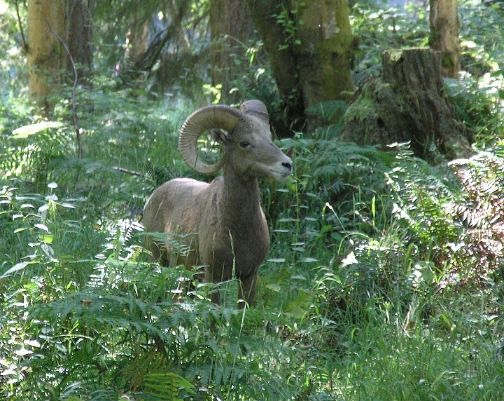 Big Ram