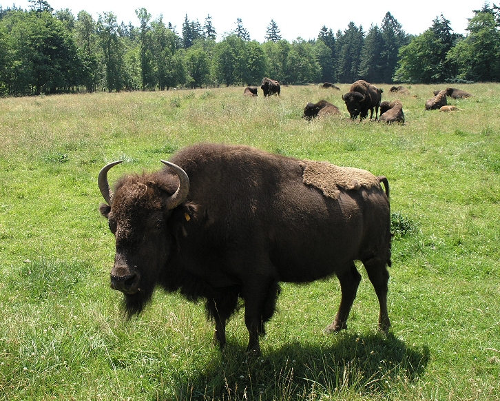 buffalos