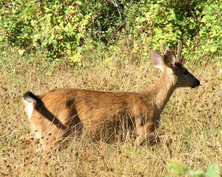 Young buck