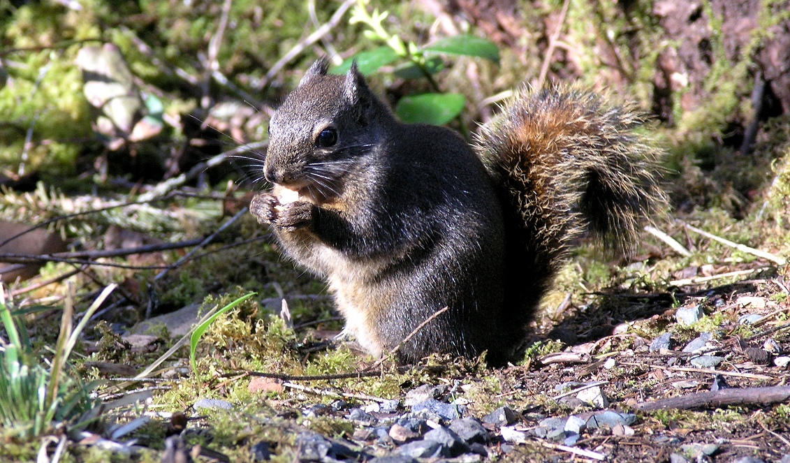 greedy squirrel