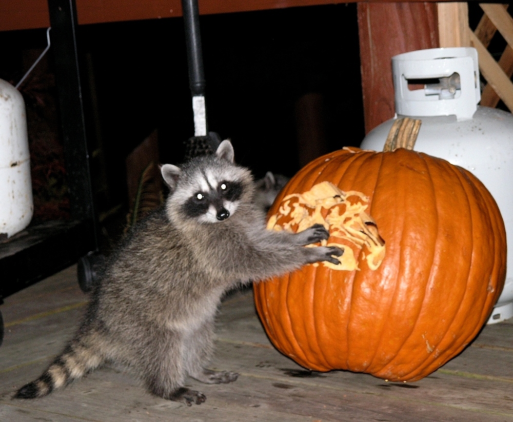 Baby Raccoon