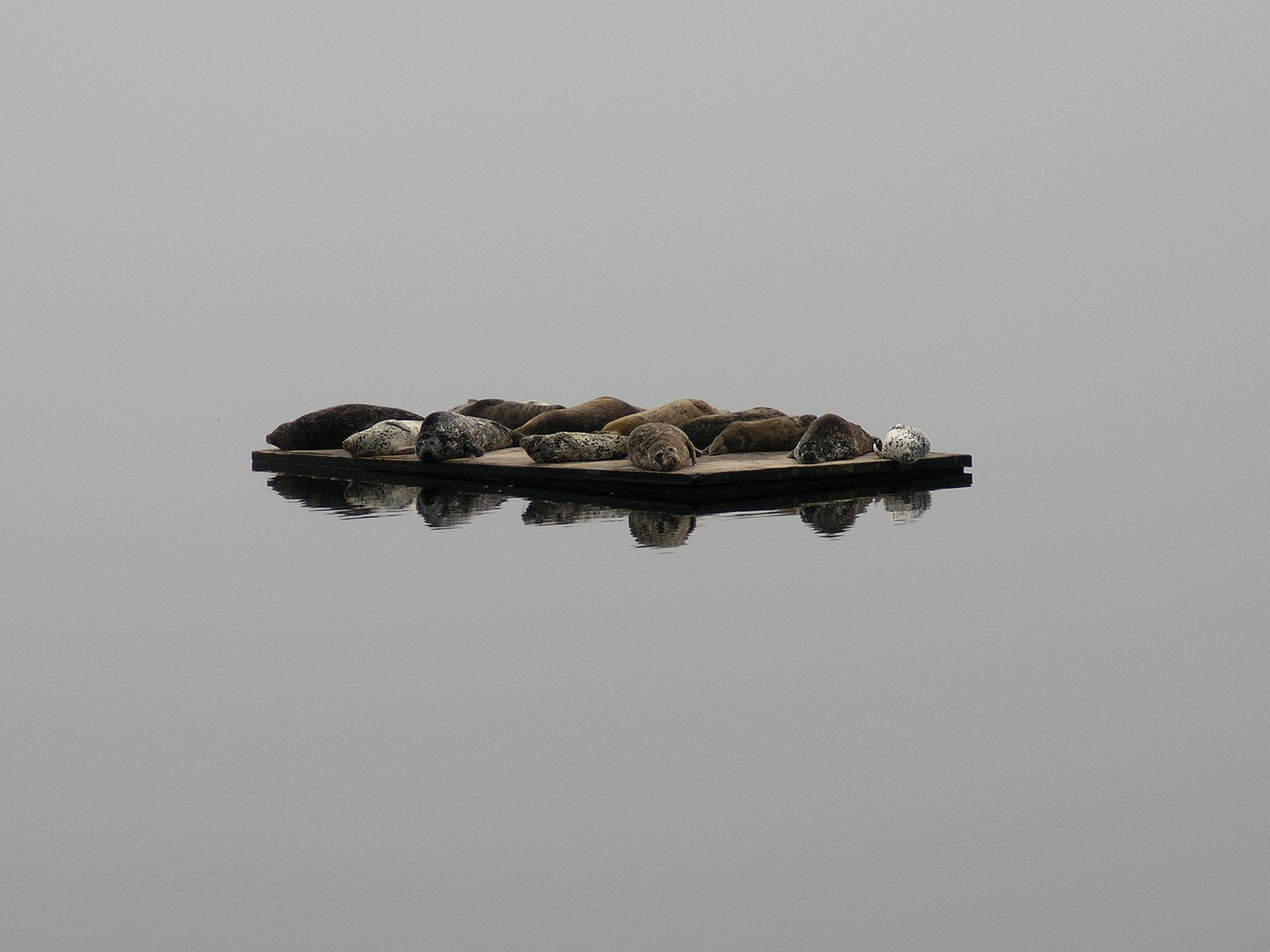 Blubber Island