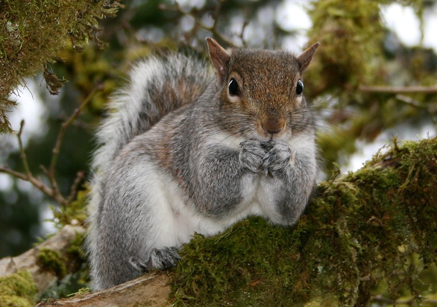 squirrel