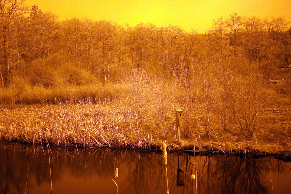 Reflections IR Color