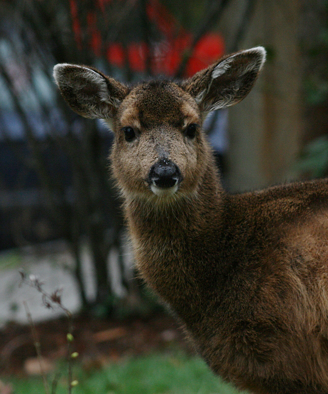 Young Deer