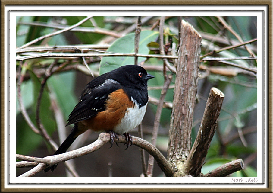 Spotted Towhee