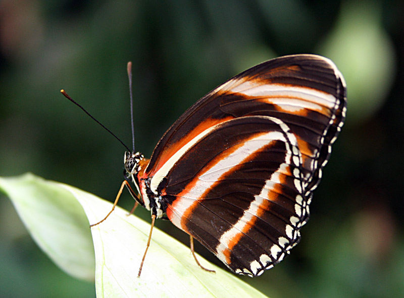 Butterfly_7