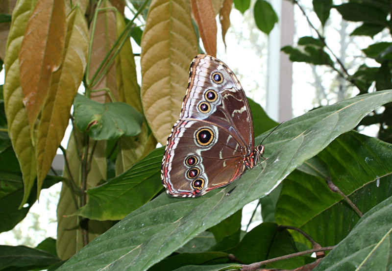 Butterfly_6