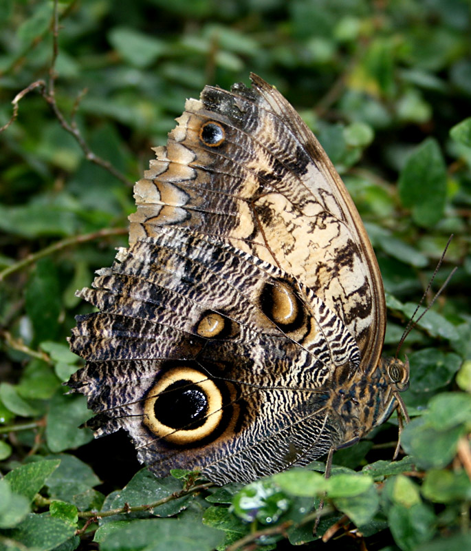 Butterfly_3