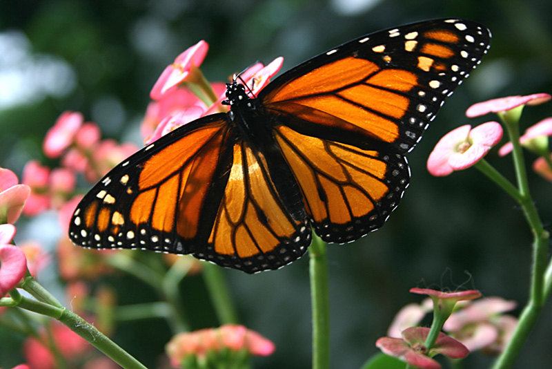 Butterfly_2