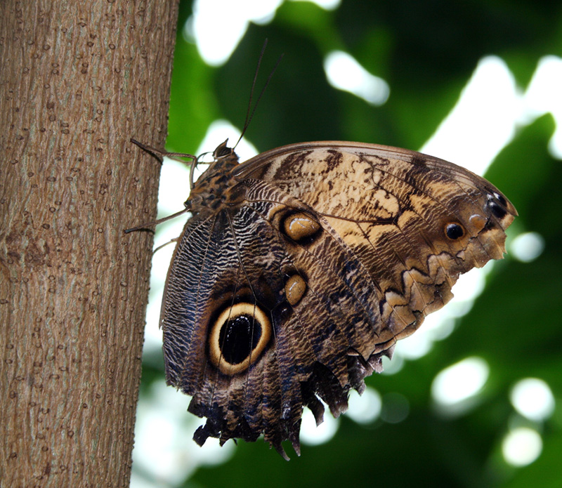 Butterfly