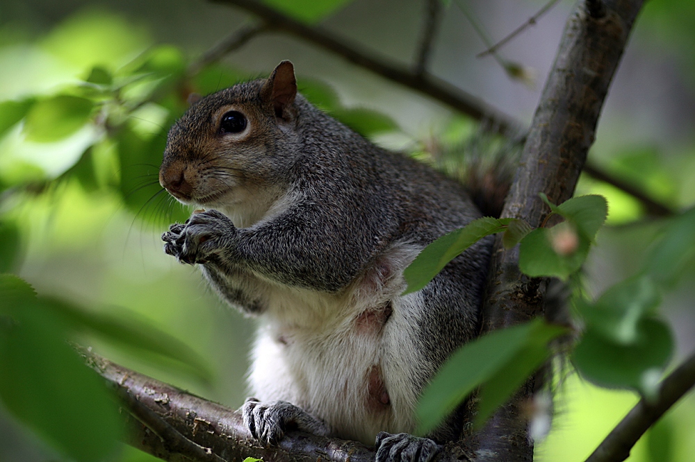 Mother squirrel