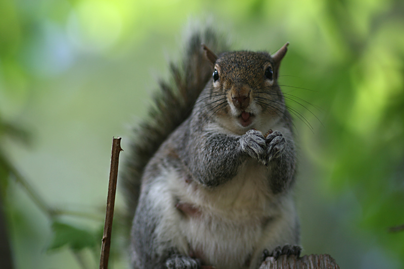 squirrel_2