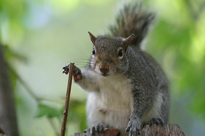 squirrel and her walking stick