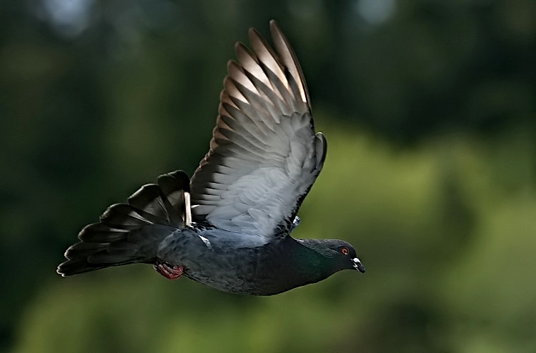 Flying rat