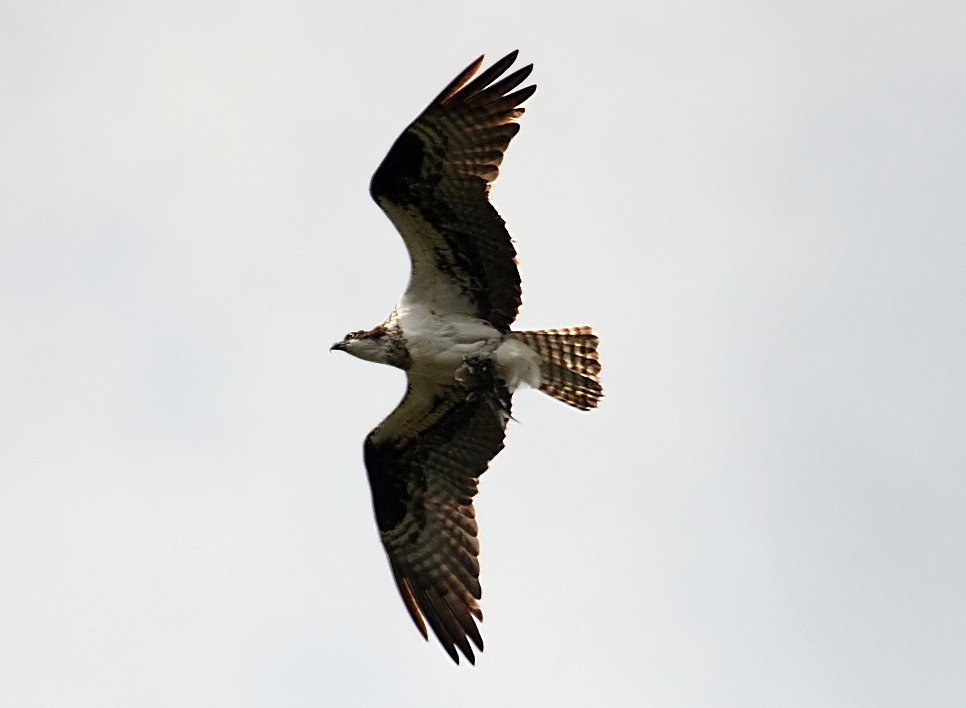 Osprey Part 3