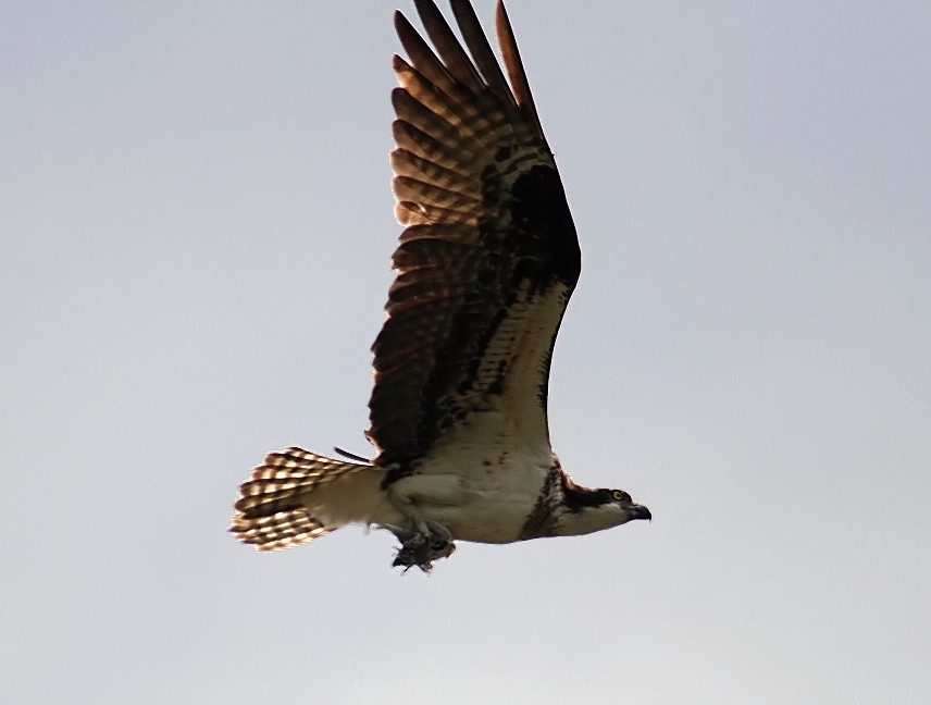 osprey Part 2