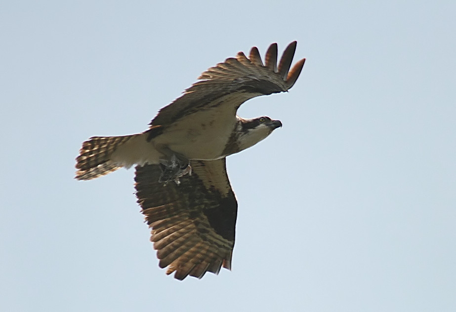 My first Osprey