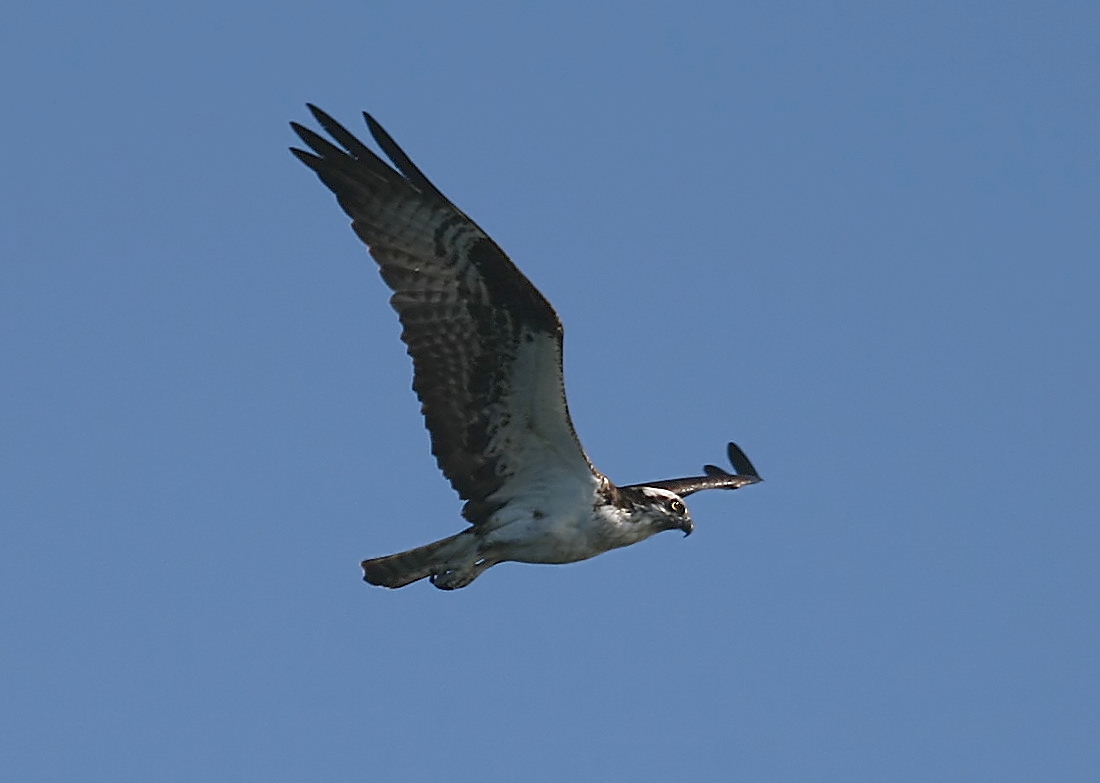 Wet Osprey