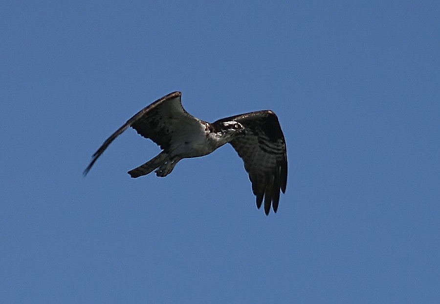 Blue Skies Osprey