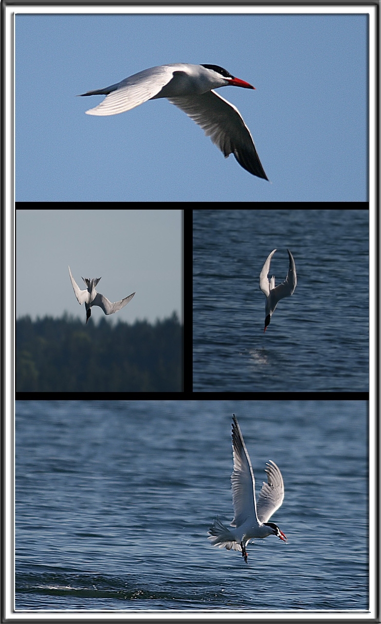 Dive Bombing Tern