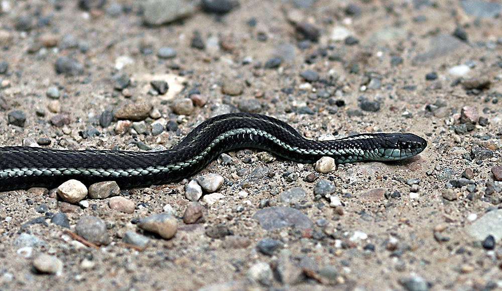 Ssssnake