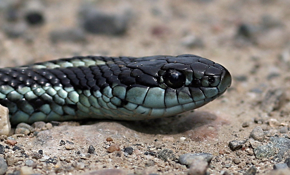 Snake