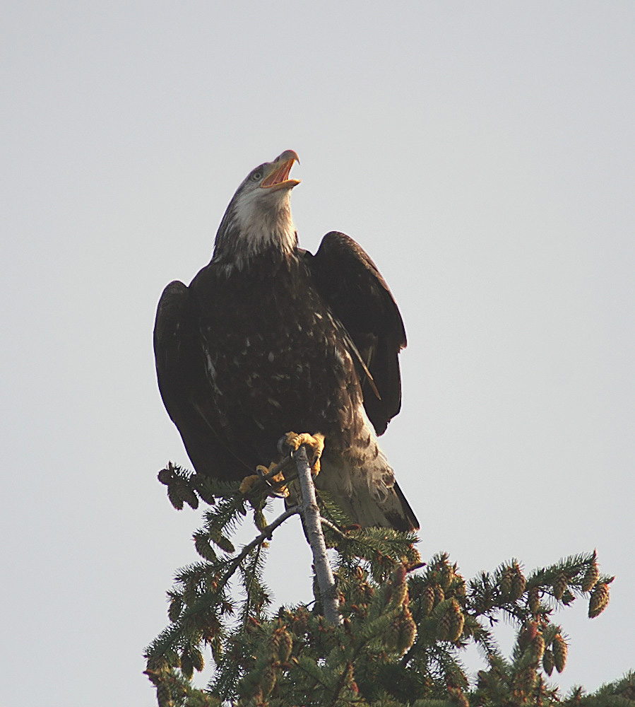 Juvenile eagle3