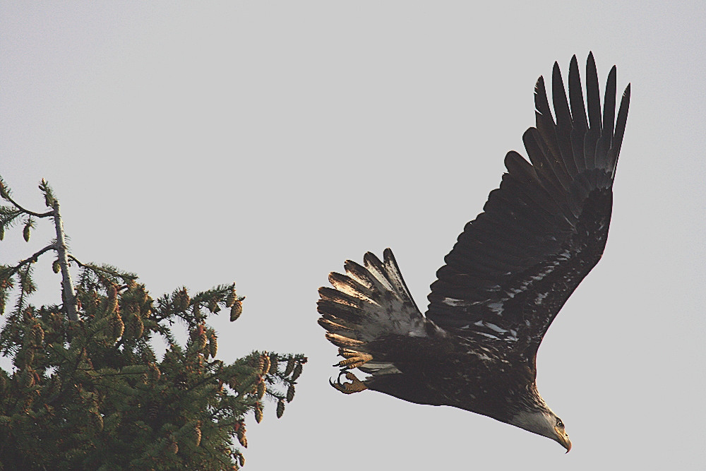 Juvenile eagle2