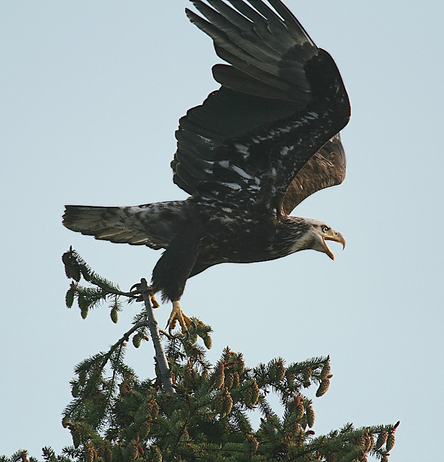 Juvenile eagle