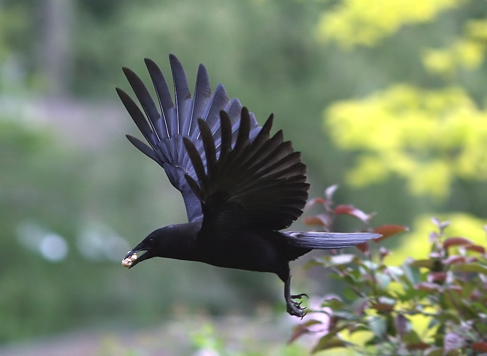 Crow