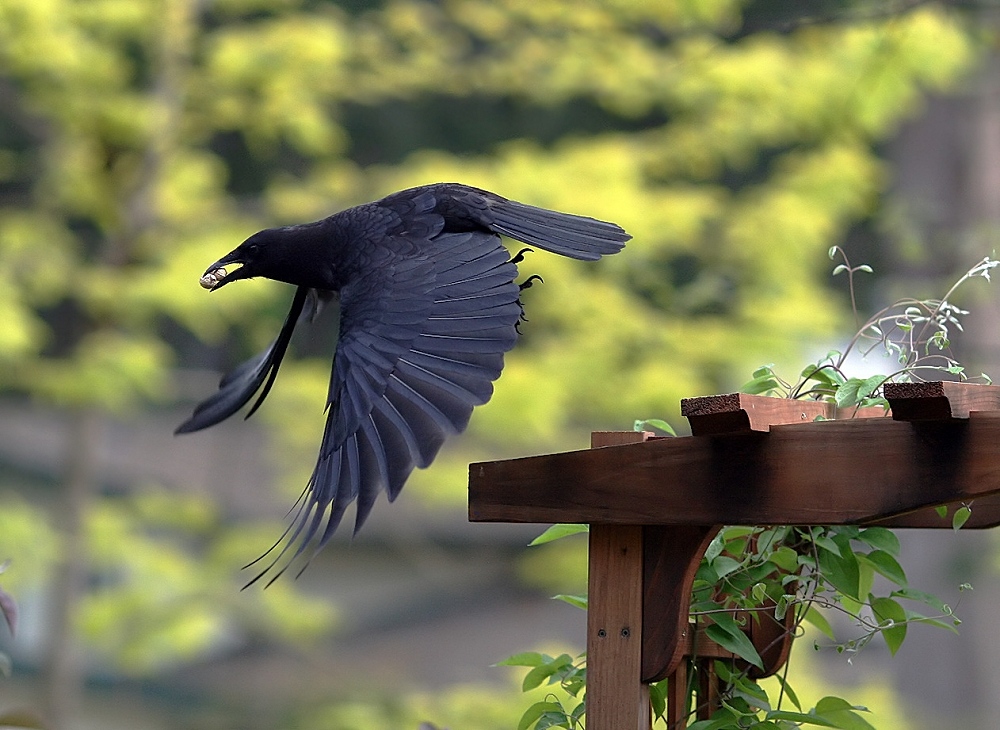 Crow in flight