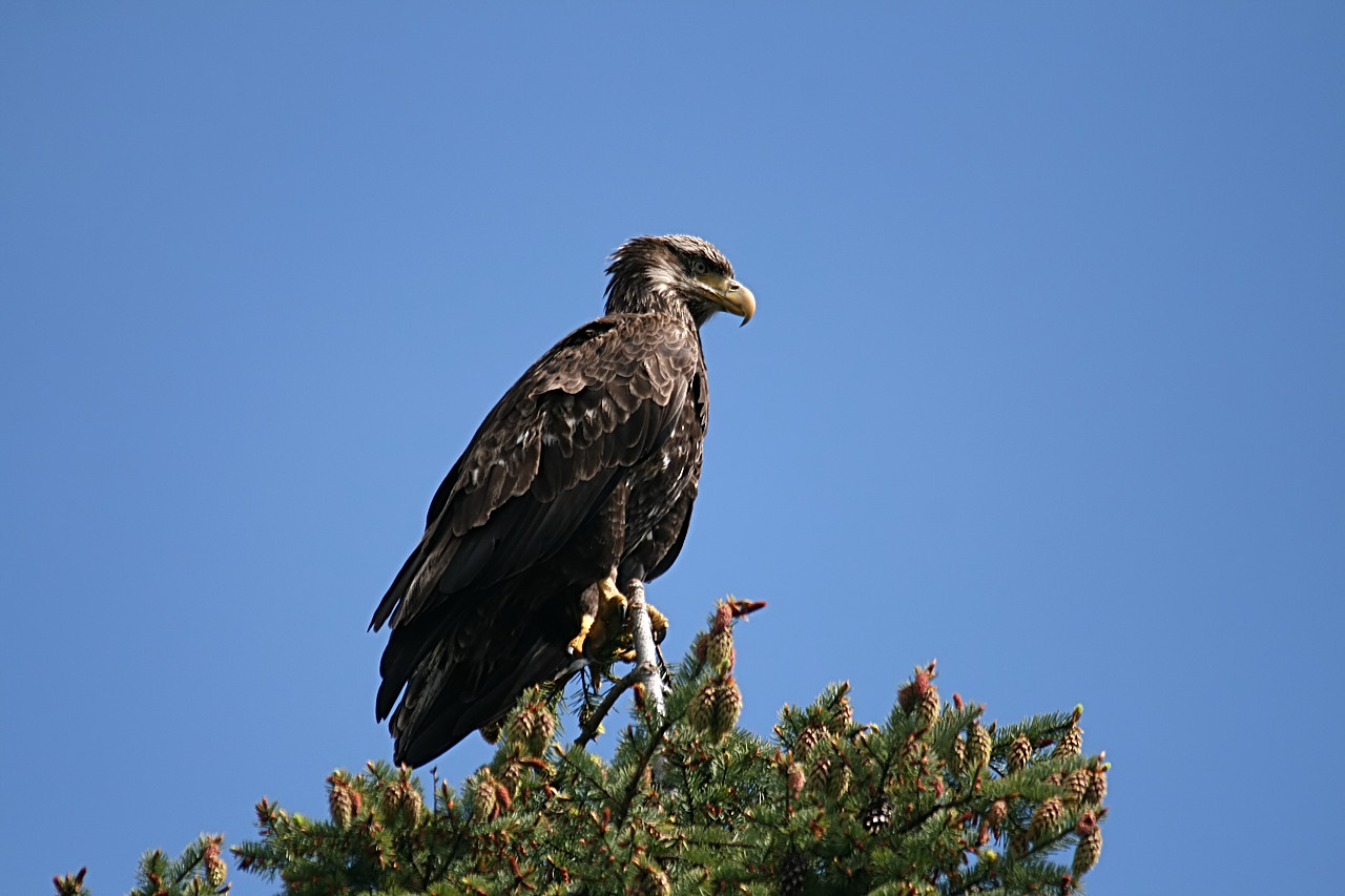 Young Eagle